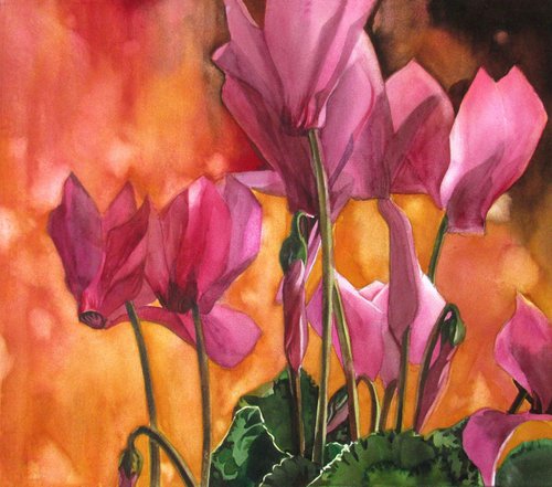 Cyclamen with evening light by Alfred  Ng