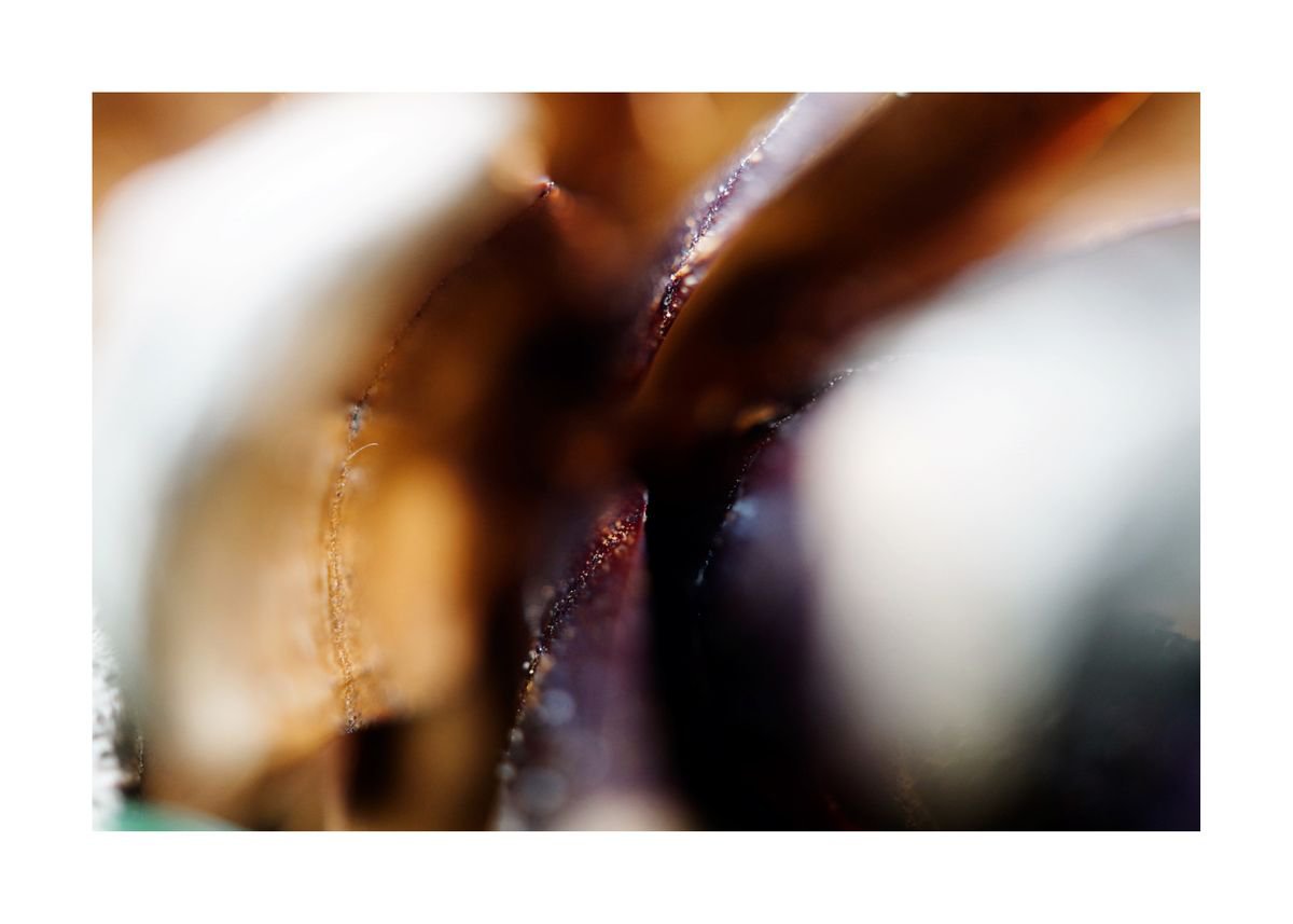Abstract Pine Cone Photography 03 (LIMITED EDITION OF 15) by Richard Vloemans