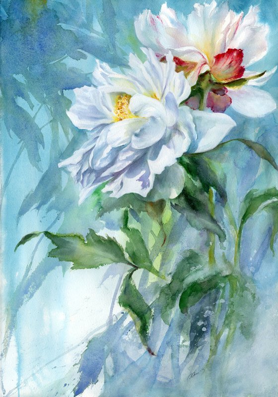 White peonies