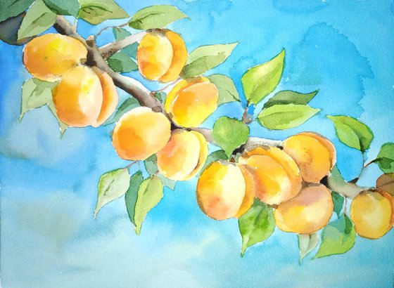 Apricots watercolor illustration