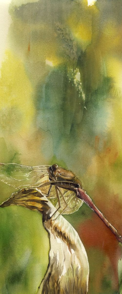 Dragonfly in autumn by Alfred  Ng