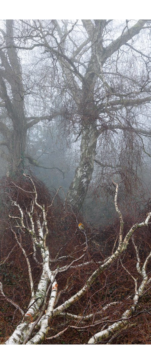 Robin by David Baker