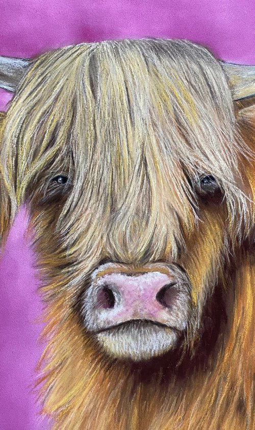 Highland cow by Maxine Taylor