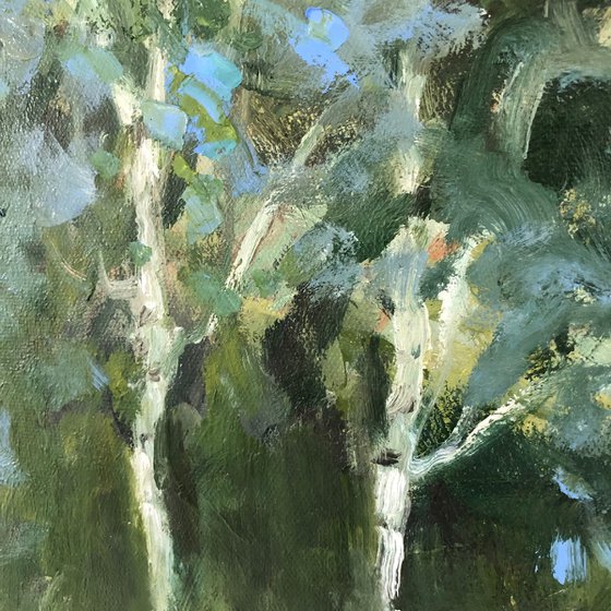 Birches in late sun