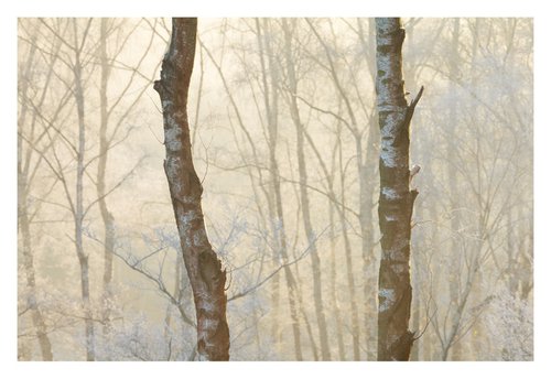December Forest X by David Baker