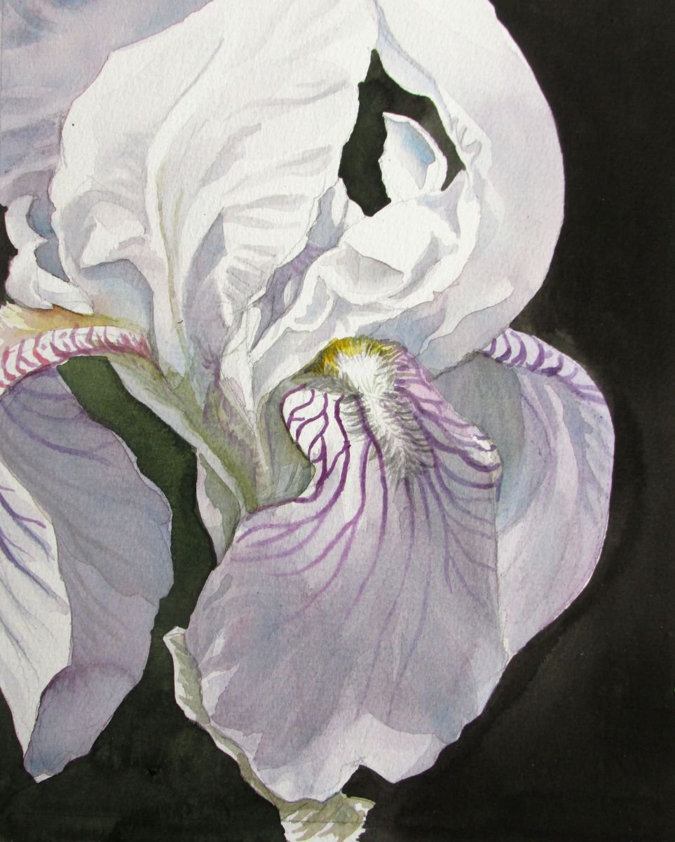 a painting a day #41 iris in white by Alfred Ng