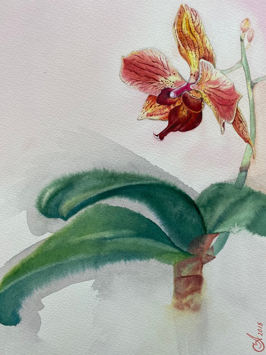 Orchid by Alla Semenova