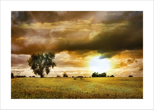 Sunset over the crops by Martin  Fry