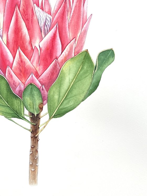 Protea. Original watercolour illustration