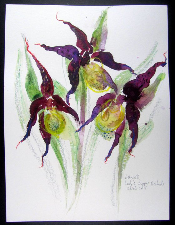 Lady's Slipper Orchids