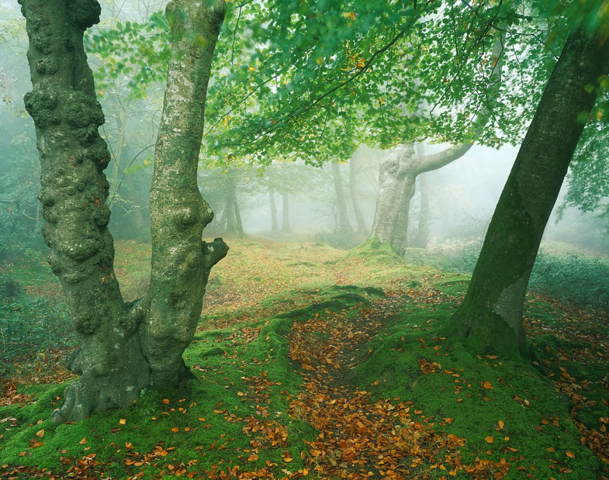 Mystical Forest by Baxter Bradford