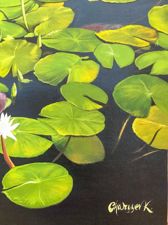 Water lilies