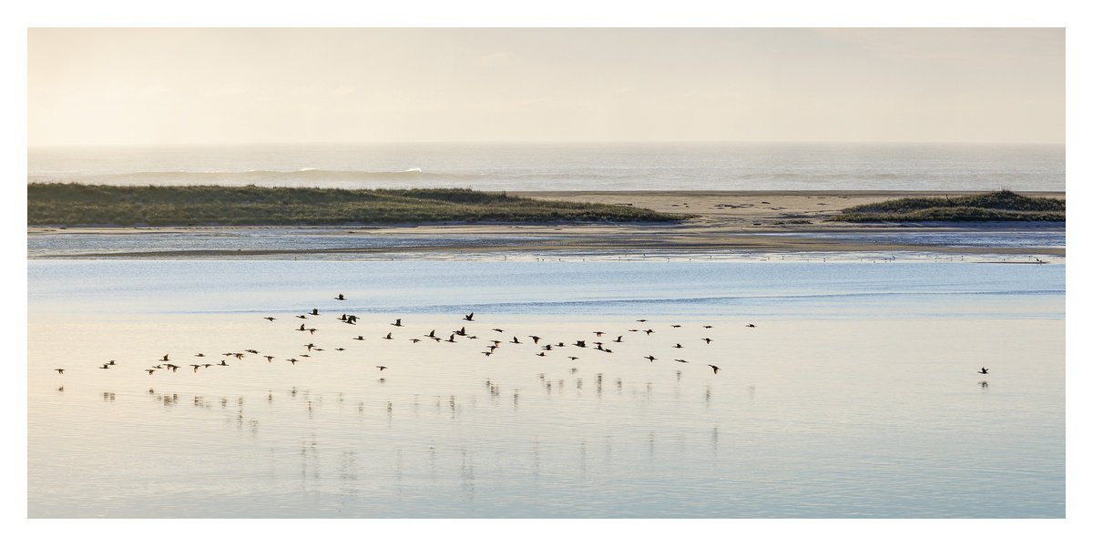 Photorealistic Landscape Photograph By Brooke T Ryan, 40 X 20, Cormorants, Monomoy - 40X20, Original Artwork