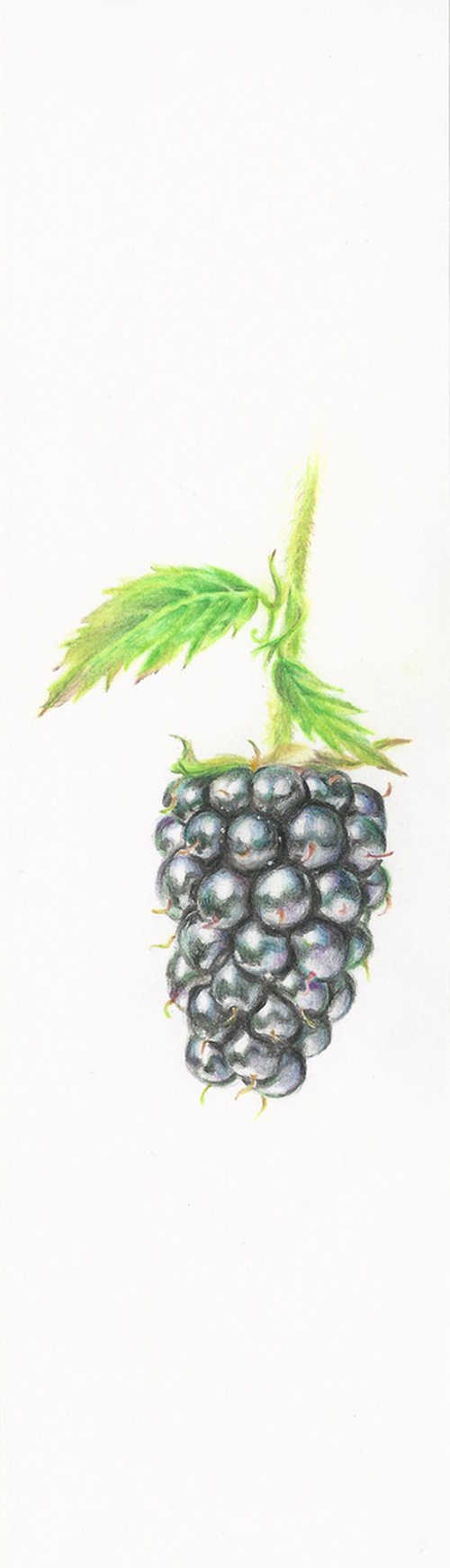 My Wild Berries as Bookmarks - The Blue Raspberry by Katya Santoro