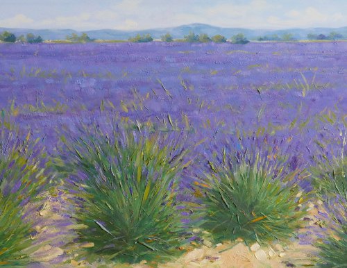 Lavander fields in Provence by Claudio Ciardi