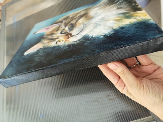 Majestic Longhair Cat