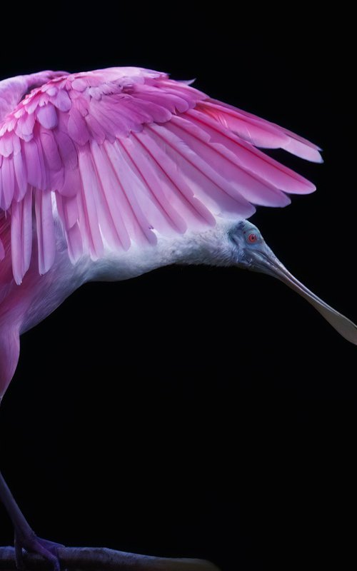Spoonbill and wings by Paul Nash
