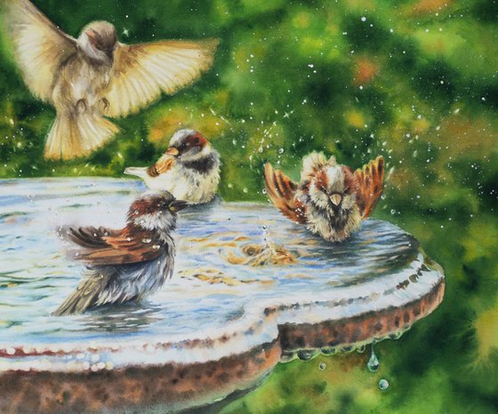 Sparrows bathing in street fountain  - Bathing sparrows - sparrow  bird  watercolor sparrows