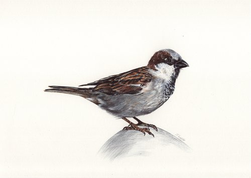 Eurasian Tree Sparrow by Daria Maier