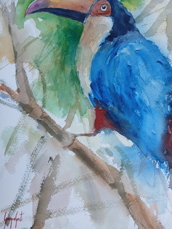 Toucan 5