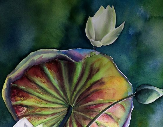 Deep Dreams. From Watercolor Lotus Collection “the Dark days”.