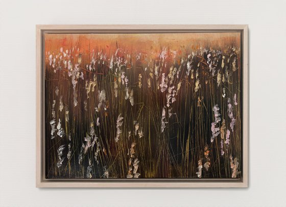 Reed Plumes in the evening sun
