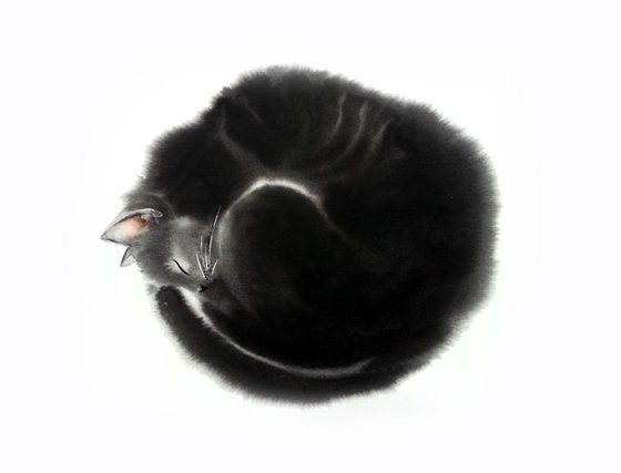 Black cat curled up in a ball