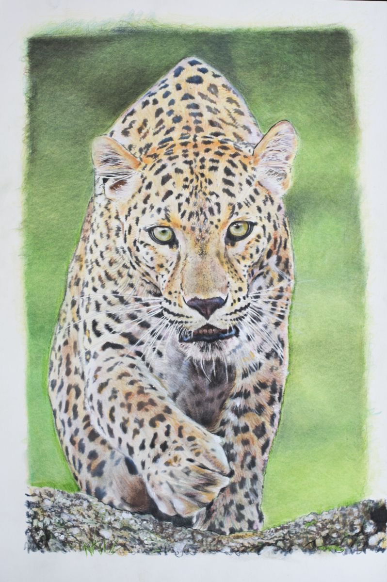 Leopard by Michael Juniper