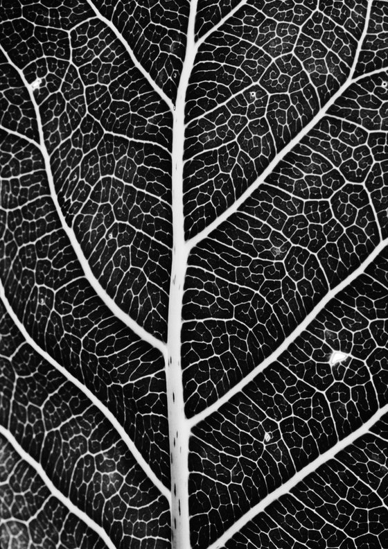 Leaf Veins XIV [Framed; also available unframed]