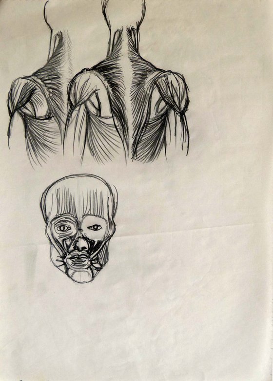 Anatomical study, pencil on paper 29x21 cm