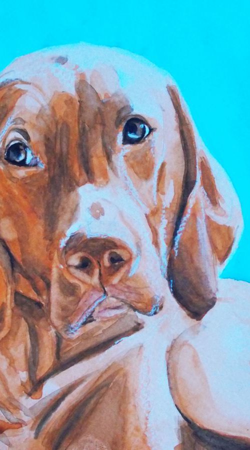 VIZSLA LOVE blue sky by Daniela Ela  Kočička  Beuk