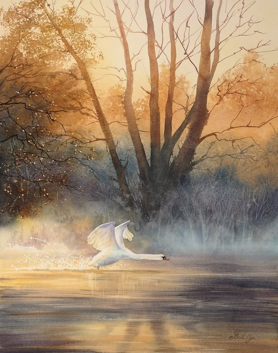 Swan at Dawn