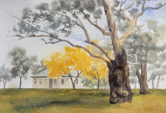 Gum tree in government house