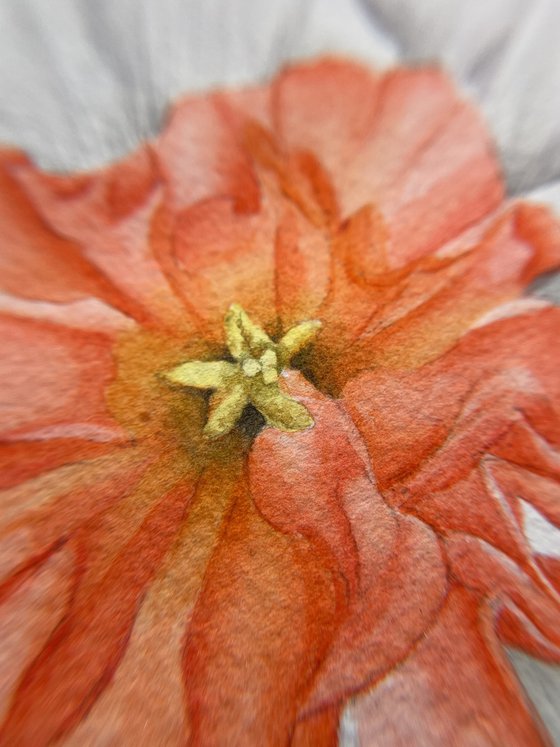 Narcissus Precocious Coral Watercolor