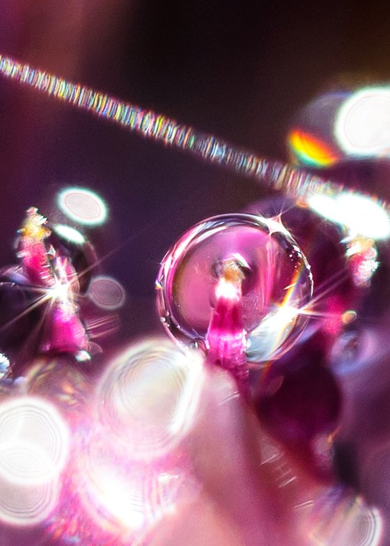 Purple Dreams - Studio Edition