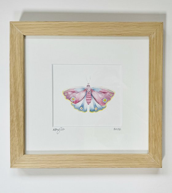 Framed Watercolour Moth