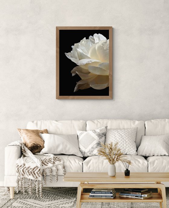 White Peony