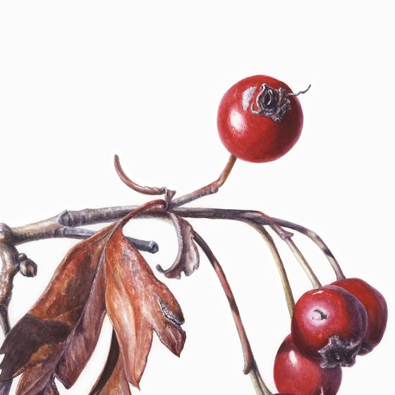 Hawthorn Berries