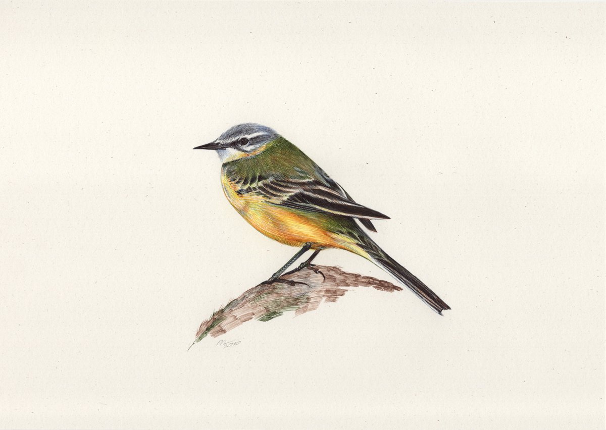 Western Yellow Wagtail (Ballpoint Pen Drawing) by Daria Maier