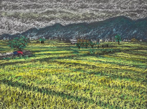 Misty Dawn Rice Fields by David Lloyd