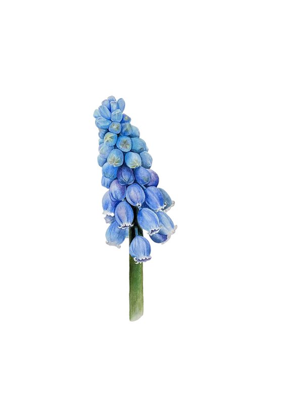 Muscari