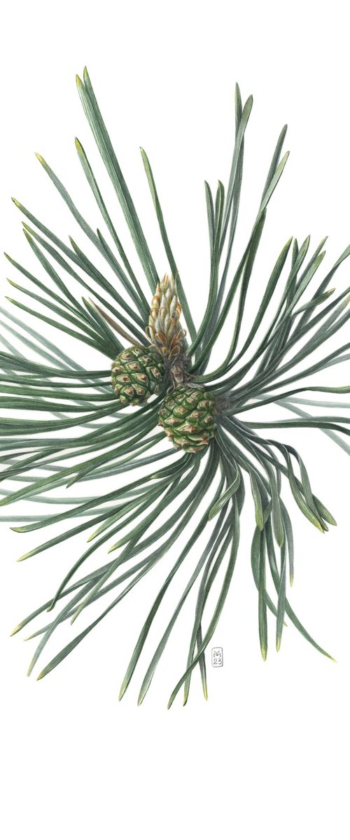 Green Pine Cones by Yuliia Moiseieva
