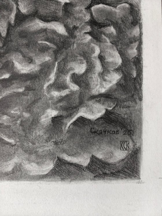 Peonies. Graphite Flowers Series