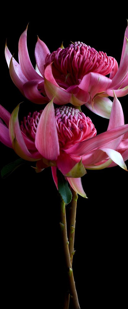 Pink Waratah Pair by Nadia Culph