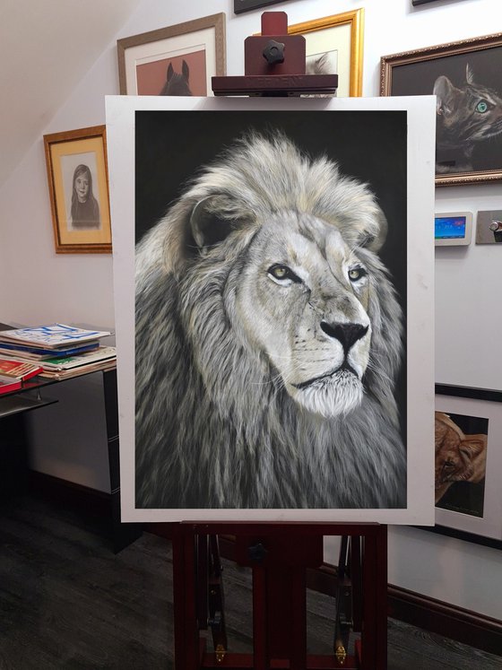 Lion realism wild animals pastel on pastelmat