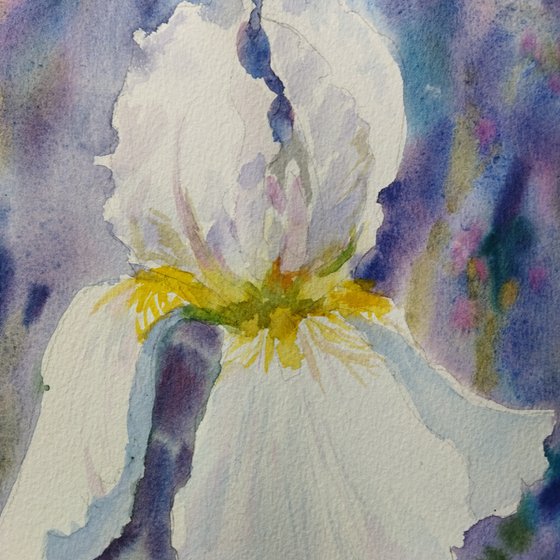 White iris