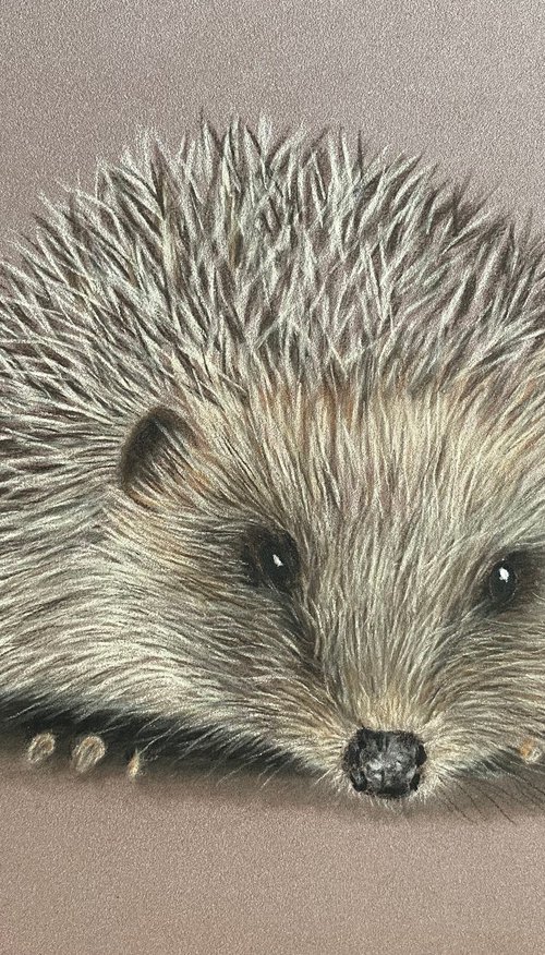 Hedgehog by Maxine Taylor