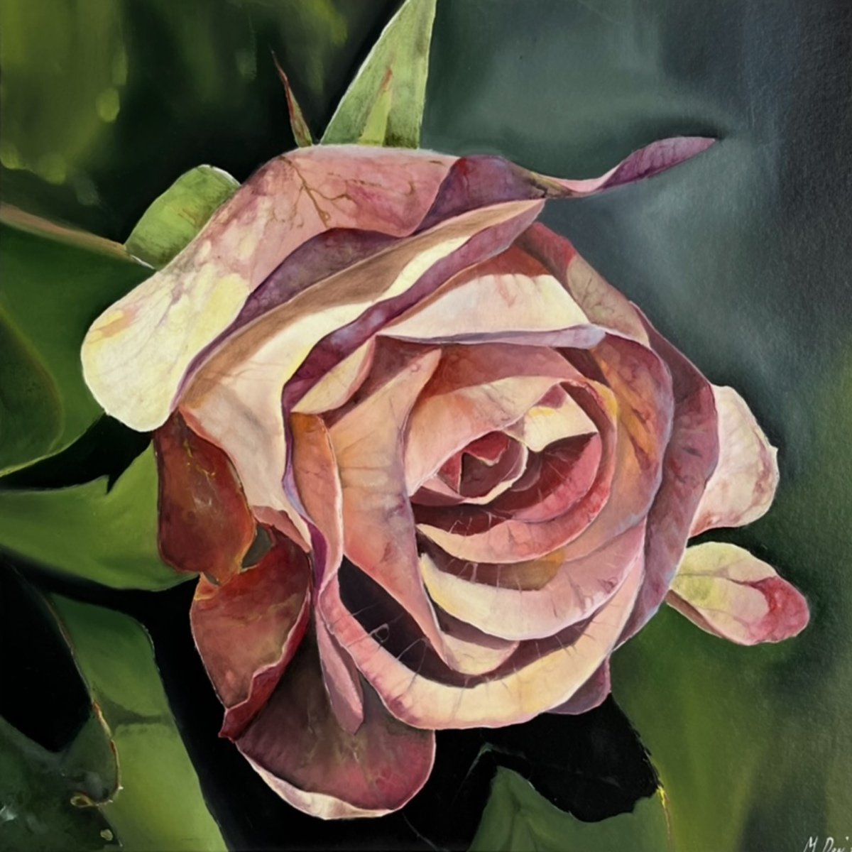 Photorealistic Oil Painting , Velvet Rose Realistic By Myroslava Denysyuk, 12 X 12, Artwork For Sale On Artfinder