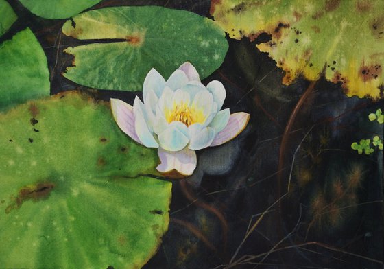 White Lily on Dark Pond
