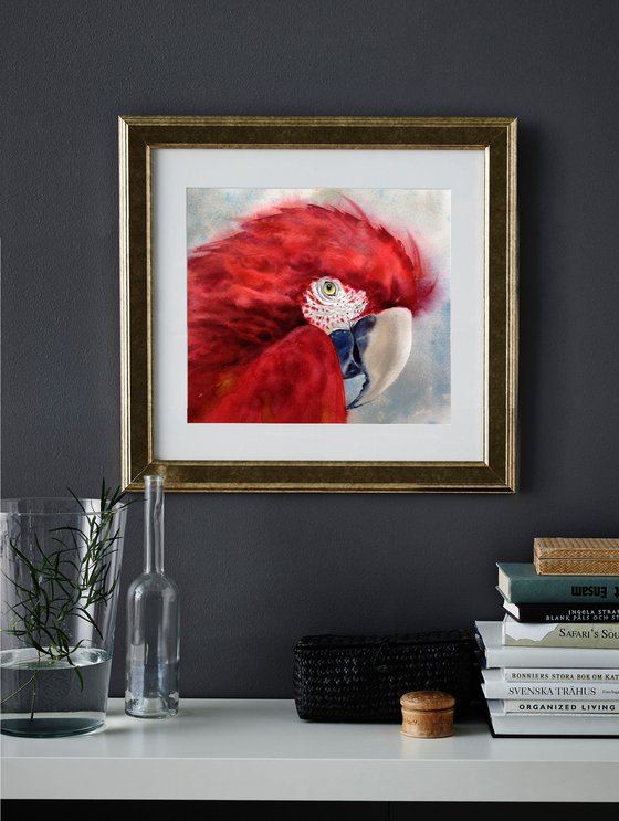 Scarlet macaw head - Ara macao - Red Parrot - Red Bird